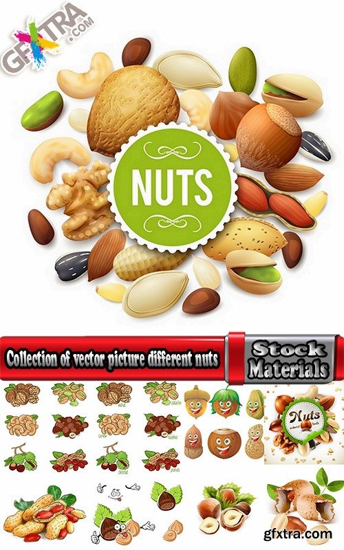 Collection of vector picture different nuts 25 EPS