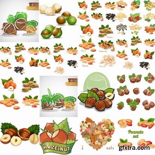 Collection of vector picture different nuts 25 EPS