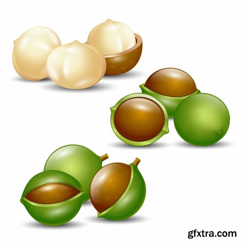 Collection of vector picture different nuts 25 EPS