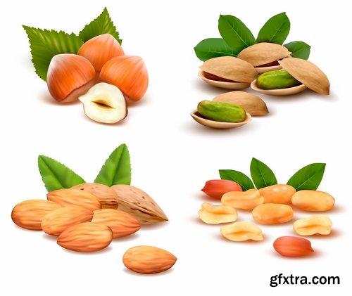 Collection of vector picture different nuts 25 EPS