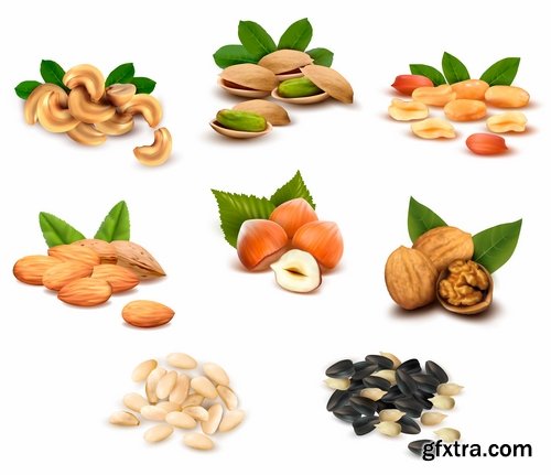 Collection of vector picture different nuts 25 EPS