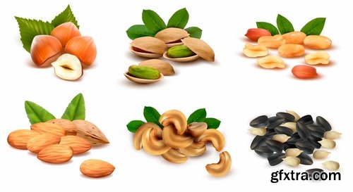 Collection of vector picture different nuts 25 EPS