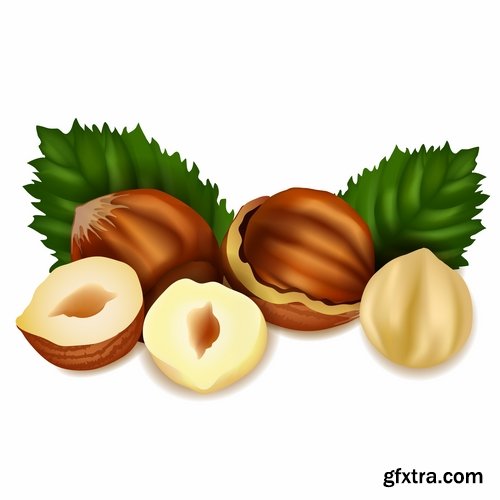 Collection of vector picture different nuts 25 EPS