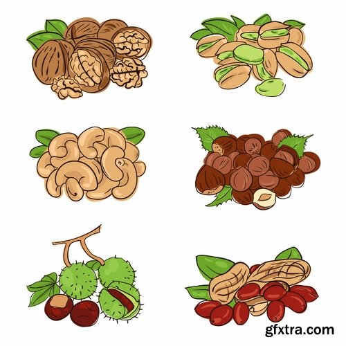 Collection of vector picture different nuts 25 EPS