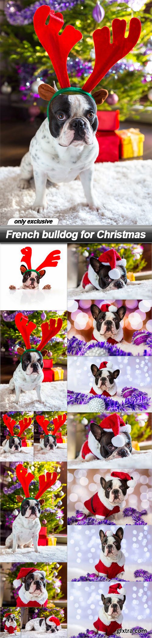 French bulldog for Christmas - 15 UHQ JPEG