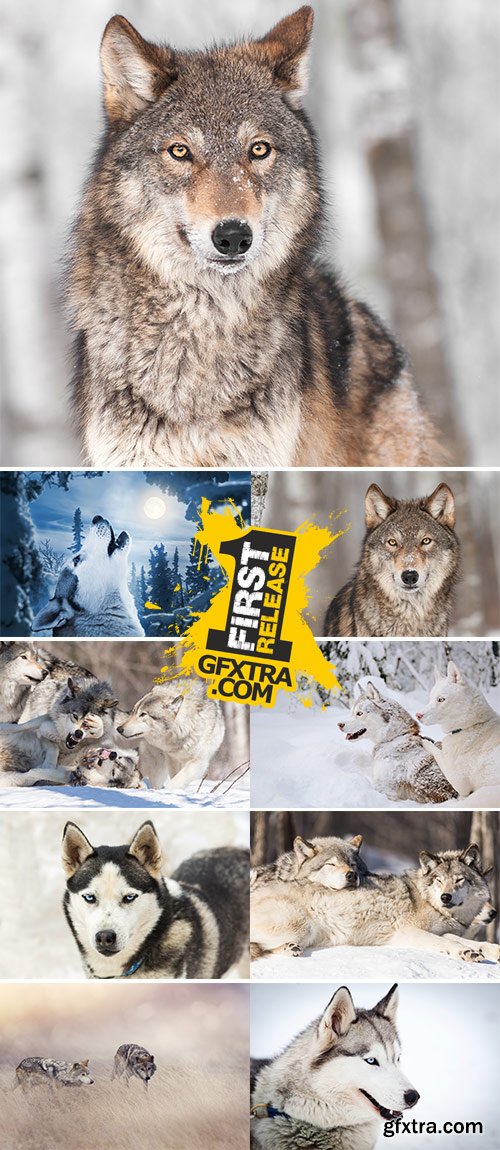 Stock Image Wolves in winter