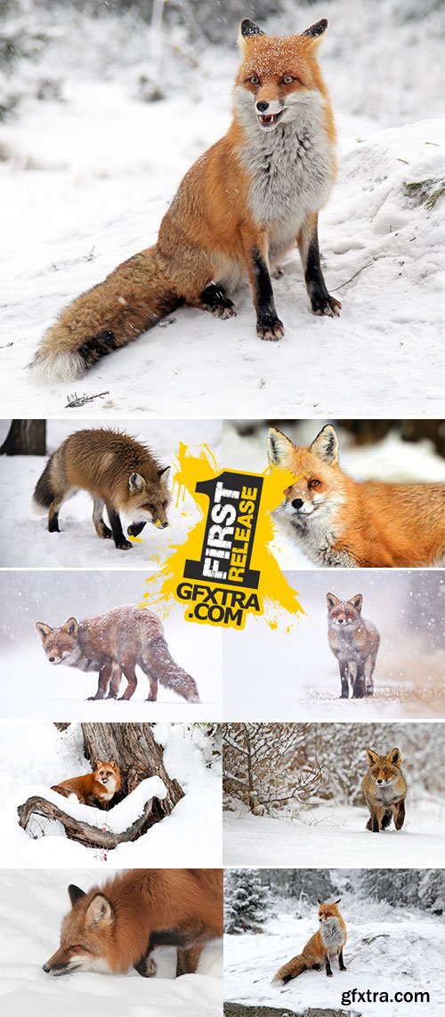 Stock Image Fox in winter