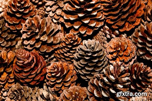 Collection of Christmas pine fir-cone Christmas illustration 25 HQ Jpeg