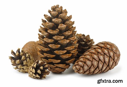 Collection of Christmas pine fir-cone Christmas illustration 25 HQ Jpeg