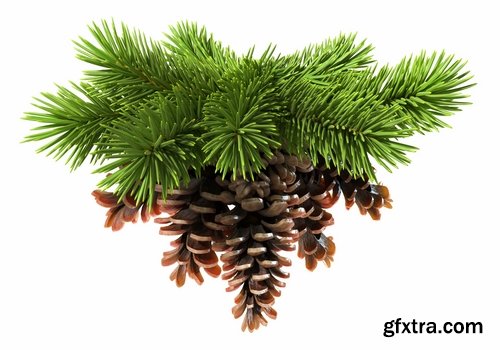 Collection of Christmas pine fir-cone Christmas illustration 25 HQ Jpeg