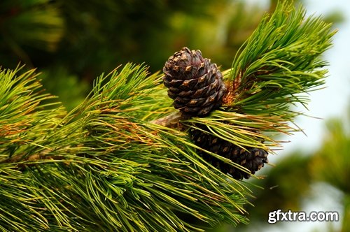 Collection of Christmas pine fir-cone Christmas illustration 25 HQ Jpeg