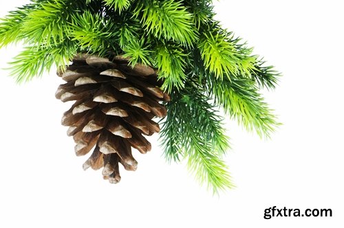 Collection of Christmas pine fir-cone Christmas illustration 25 HQ Jpeg