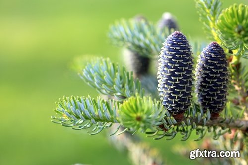 Collection of Christmas pine fir-cone Christmas illustration 25 HQ Jpeg