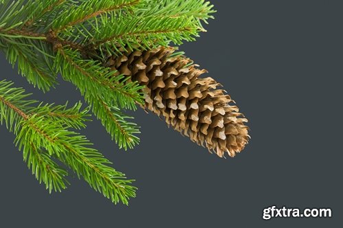 Collection of Christmas pine fir-cone Christmas illustration 25 HQ Jpeg