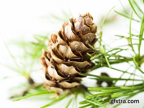 Collection of Christmas pine fir-cone Christmas illustration 25 HQ Jpeg