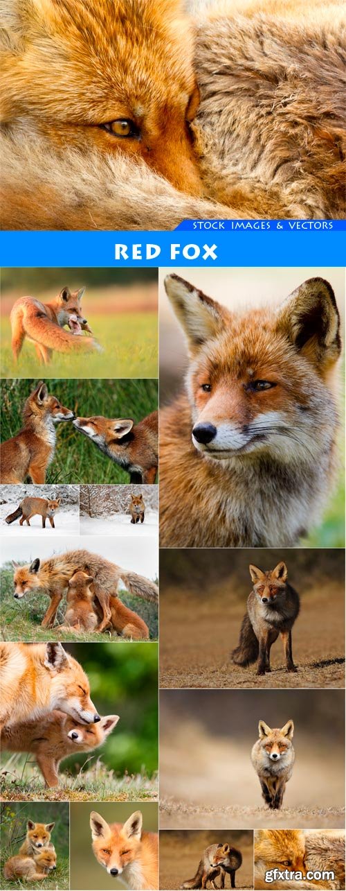 Red fox 13X JPEG