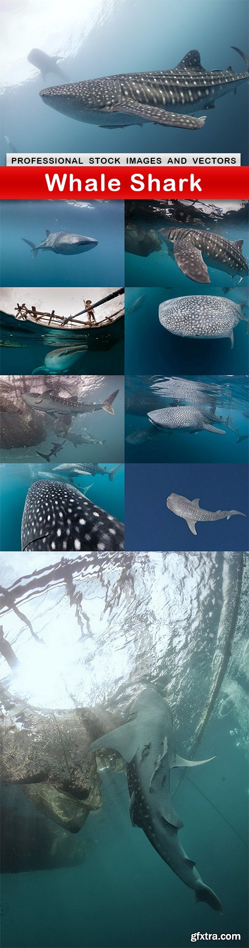 Whale Shark - 10 UHQ JPEG