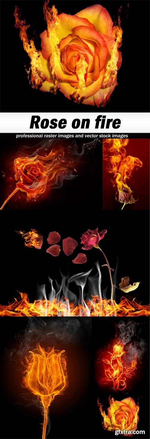 Rose on fire