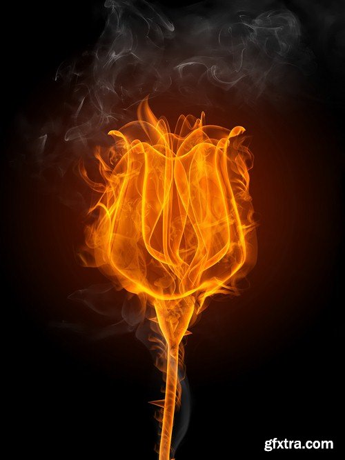 Rose on fire