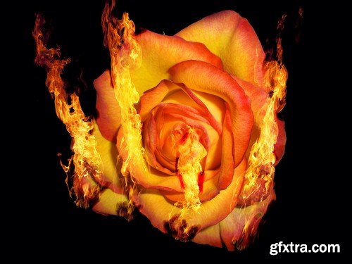 Rose on fire