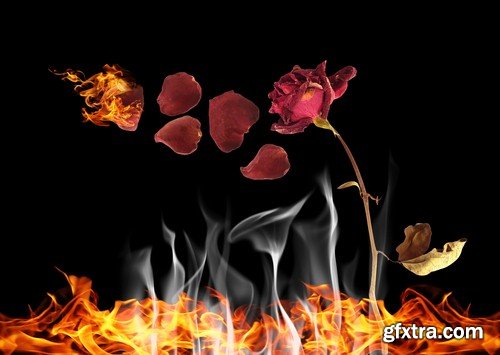 Rose on fire