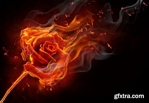 Rose on fire