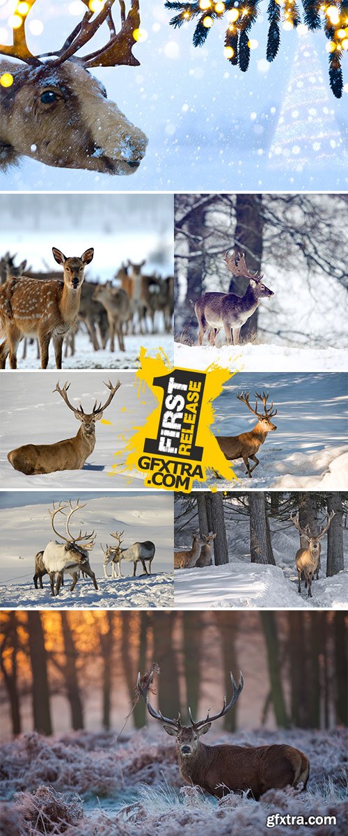 Stock Image Deer on winter background