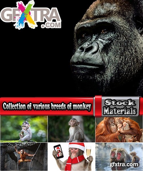 Collection of various breeds of monkey 25 HQ Jpeg