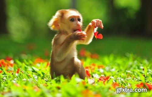 Collection of various breeds of monkey 25 HQ Jpeg