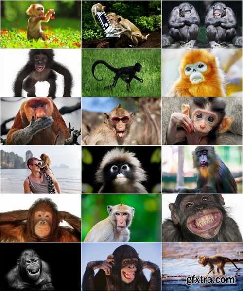 Collection of various breeds of monkey 25 HQ Jpeg