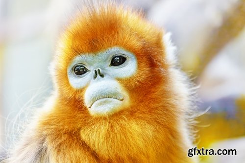 Collection of various breeds of monkey 25 HQ Jpeg