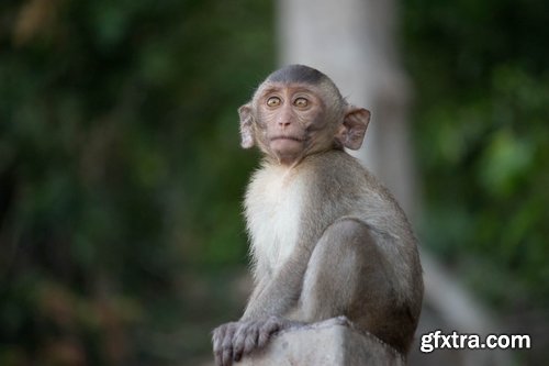 Collection of various breeds of monkey 25 HQ Jpeg