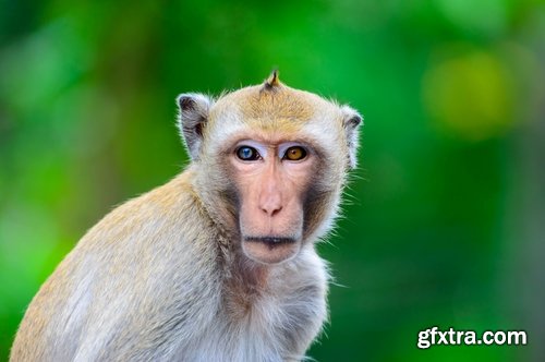 Collection of various breeds of monkey 25 HQ Jpeg