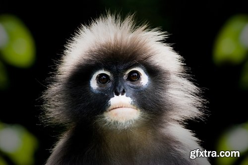 Collection of various breeds of monkey 25 HQ Jpeg