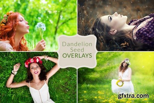 CM - Dandelion Seed Overlays 474999