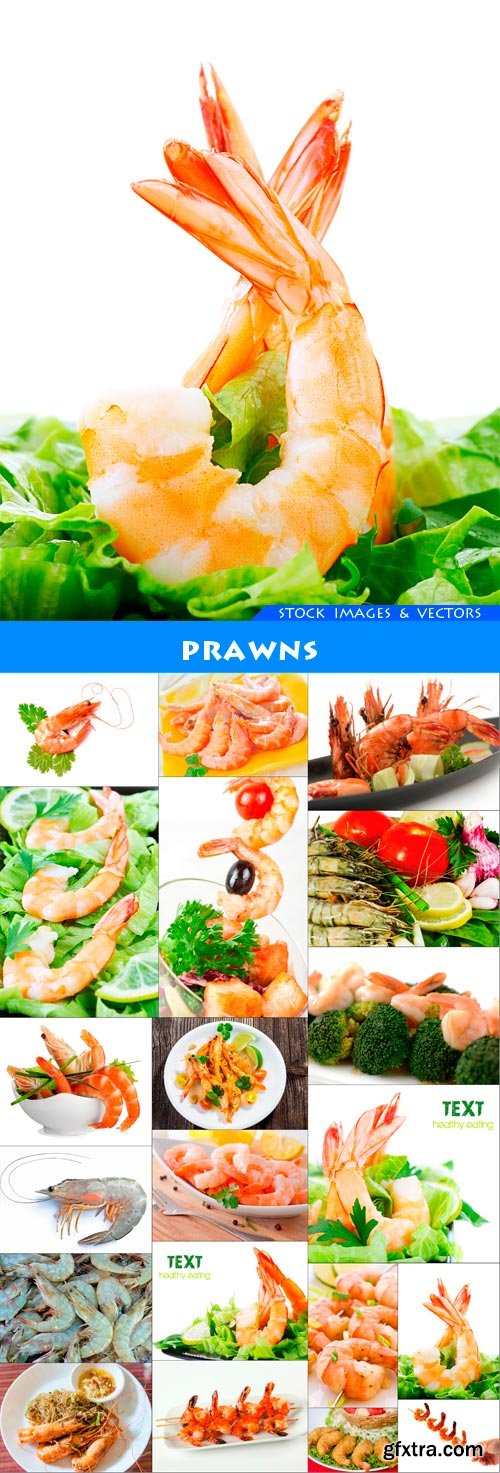 Prawns 20X JPEG