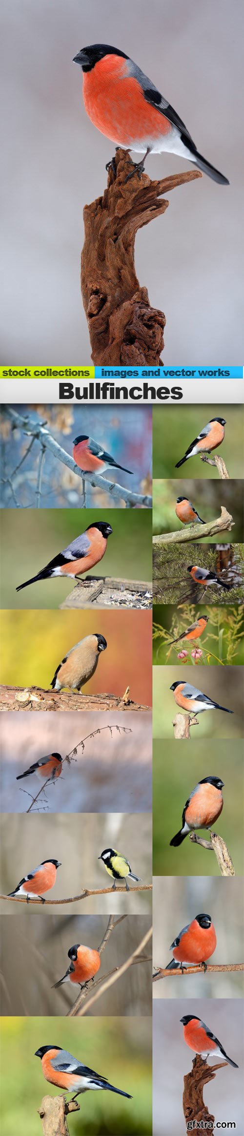 Bullfinches, 15 x UHQ JPEG