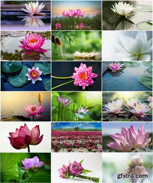 Collection of lotus flower pond plant inflorescence 25 HQ Jpeg