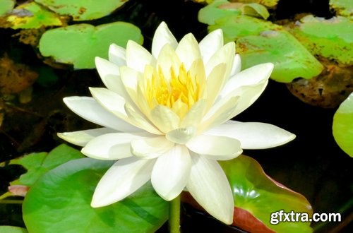 Collection of lotus flower pond plant inflorescence 25 HQ Jpeg