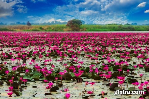 Collection of lotus flower pond plant inflorescence 25 HQ Jpeg