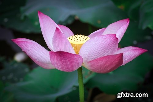 Collection of lotus flower pond plant inflorescence 25 HQ Jpeg