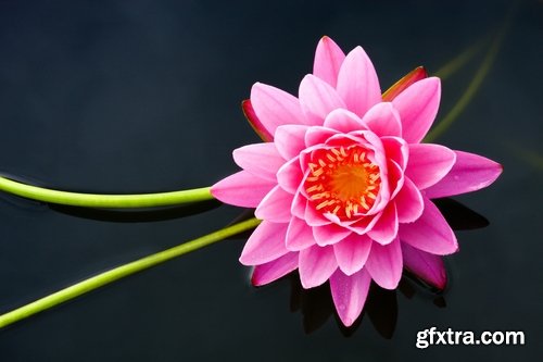 Collection of lotus flower pond plant inflorescence 25 HQ Jpeg