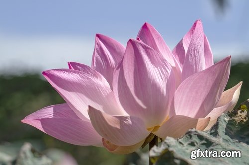 Collection of lotus flower pond plant inflorescence 25 HQ Jpeg