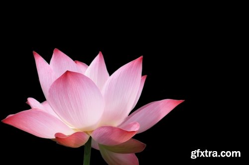 Collection of lotus flower pond plant inflorescence 25 HQ Jpeg