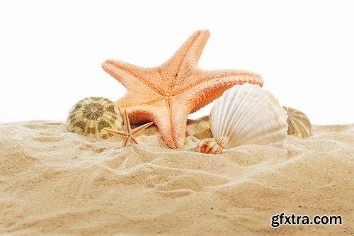 Collection seashell decoration new year Christmas a background nature landscape in 2016 25 HQ Jpeg