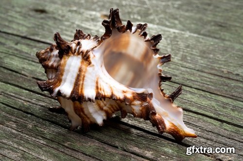 Collection seashell decoration new year Christmas a background nature landscape in 2016 25 HQ Jpeg