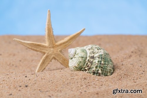 Collection seashell decoration new year Christmas a background nature landscape in 2016 25 HQ Jpeg