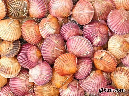 Collection seashell decoration new year Christmas a background nature landscape in 2016 25 HQ Jpeg