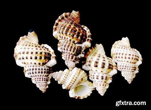 Collection seashell decoration new year Christmas a background nature landscape in 2016 25 HQ Jpeg