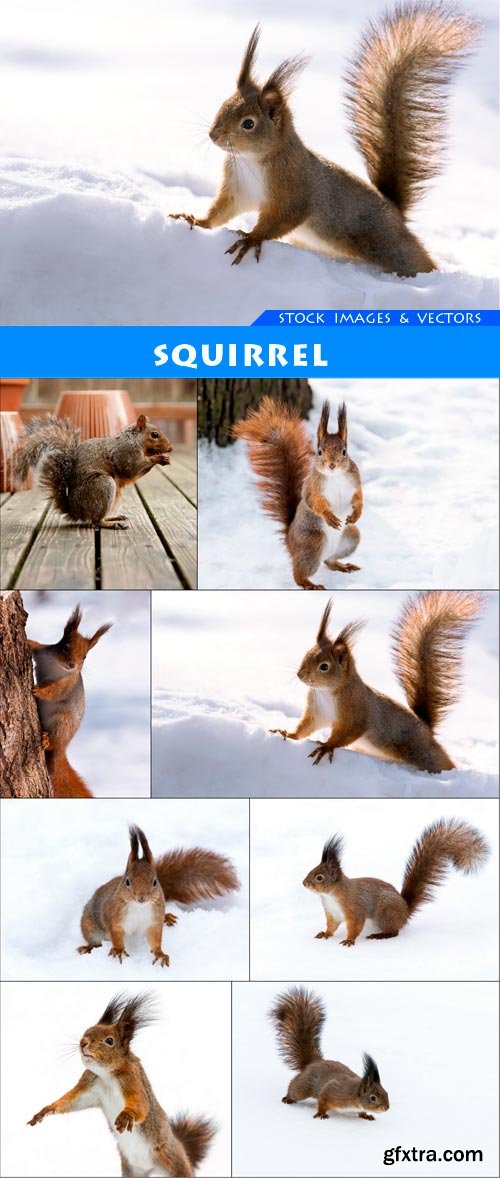 squirrel 8X JPEG